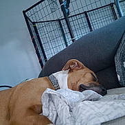 Fatmama is registered to the contest to win money with this photo: dog, sleeping, couch, blanket, pillow, indoor, resting, brown_dog, collar, furniture, relaxation, pet, home, cozy, comfort, animal, canine, quiet, calm, nap