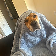 Penny is registered to the contest to win money with this photo: dog, blanket, blue_blanket, indoors, cozy, pet, canine, fur, snuggled, couch, relaxed, brown_dog, face, nostrils, ears, home, comfort, resting, wrapped, cute