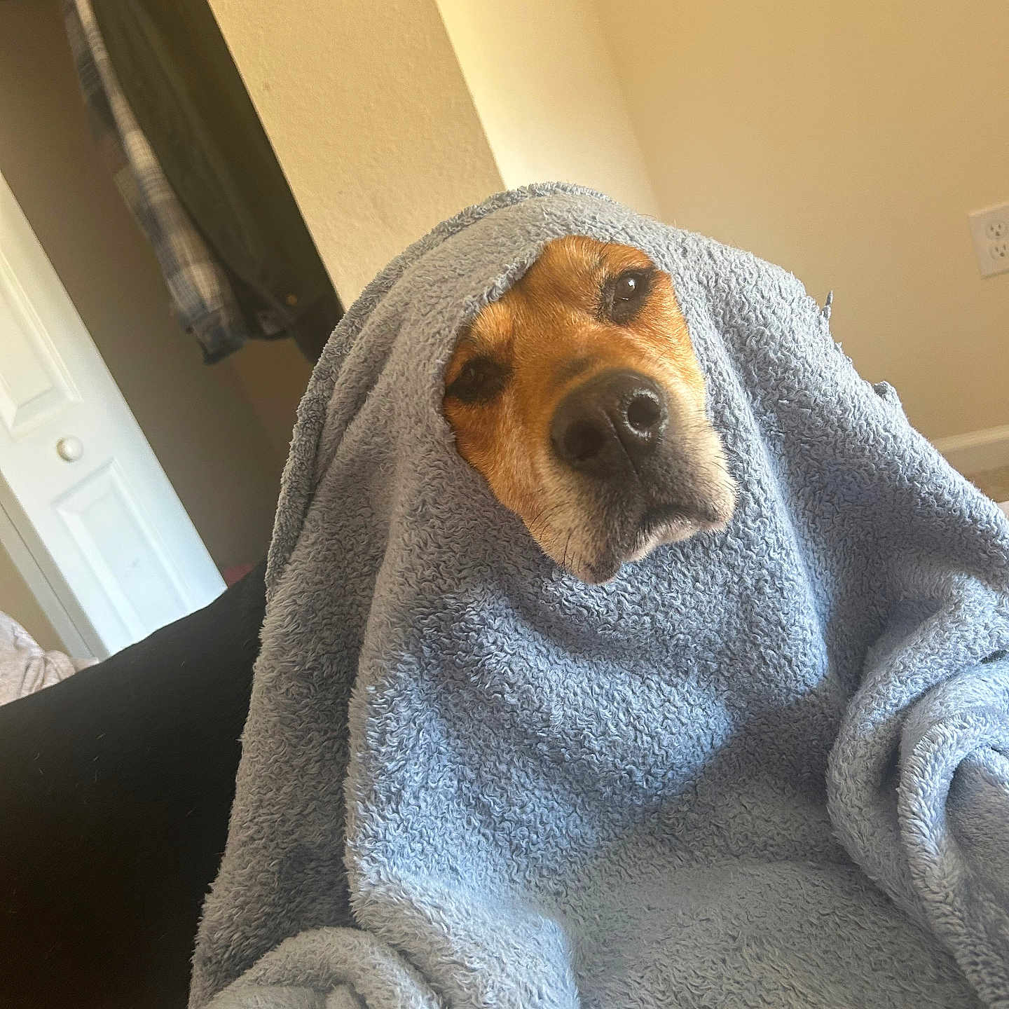 Penny is registered to the contest to win money with this photo: blanket, blue_blanket, brown_dog, canine, comfort, couch, cozy, cute, dog, ears, face, fur, home, indoors, nostrils, pet, relaxed, resting, snuggled, wrapped