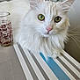 cat, white_cat, green_eyes, fluffy, table, striped_table, glass, indoor, pet, feline, curious, closeup, household, domestic_animal, fur, whiskers, pink_nose, relaxed, kitchen, animal