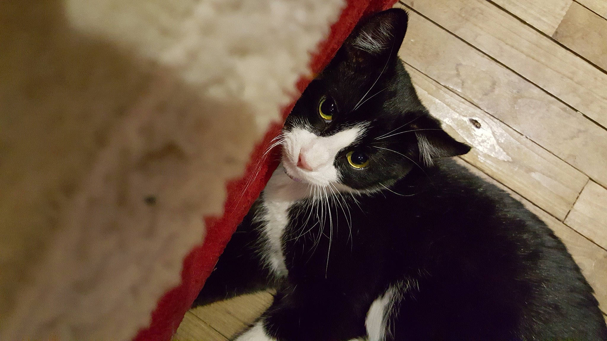 Yamaha participe au concours pour gagner de l'argent avec cette photo : black_cat, carnivore, cat, domestic_short_haired_cat, felidae, formal_wear, fur, grass, hardwood, monochrome_photography, paw, plank, small_to_medium_sized_cats, snout, tail, terrestrial_animal, whiskers, window, wood, wood_stain