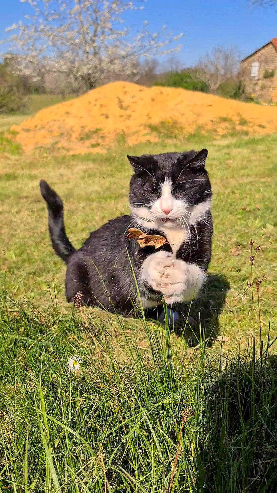 Yamaha participe au concours pour gagner de l'argent avec cette photo : carnivore, cat, dog_breed, fawn, felidae, fur, grass, grassland, happy, leaf, mammal, meadow, morning, plant, sky, small_to_medium_sized_cats, tail, tree, vertebrate, whiskers