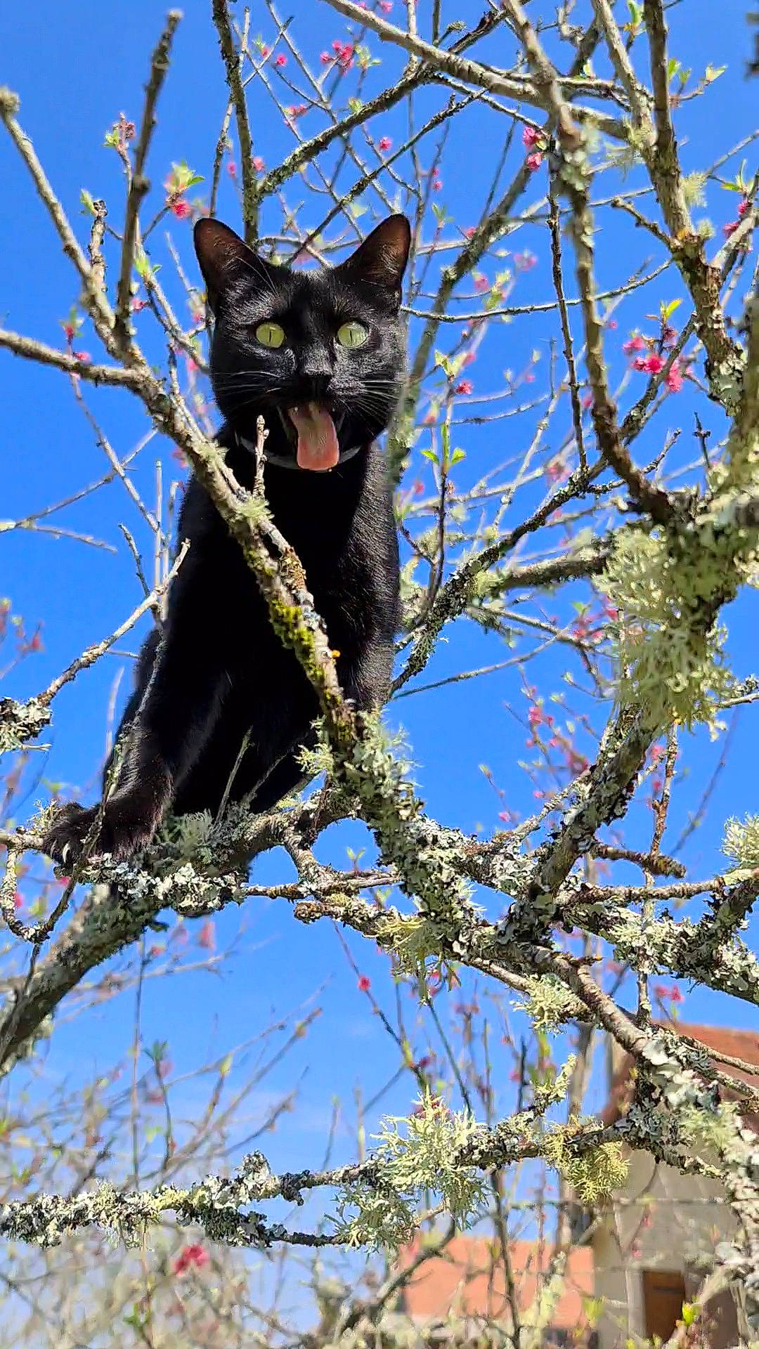 Rossi a rejoint le concours — aidez-le/la à gagner de superbes lots ! black_cat, branch, carnivore, cat, domestic_short_haired_cat, electric_blue, felidae, fur, plant, sky, small_to_medium_sized_cats, tail, terrestrial_animal, tree, trunk, twig, whiskers, wildlife, woody_plant