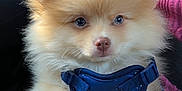 Sebastian joined the competition — help win amazing prizes! adorable, animal, blue_harness, car_interior, close_up, cute, dog, fluffy, fur, harness, indoors, lap, nose, paw, person, pet, pink_sweater, puppy, sitting, young_dog