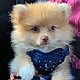 Sebastian joined the competition — help win amazing prizes! puppy, dog, fluffy, harness, blue_harness, car_interior, lap, person, pink_sweater, cute, pet, animal, fur, nose, paw, sitting, indoors, close_up, adorable, young_dog