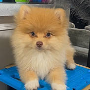 Sebastian joined the competition — help win amazing prizes! animal, background, blue_surface, curious, cute, dog, ears, eyes, face, fluffy, front_paws, fur, indoor, looking, nose, pet, pomeranian, puppy, small_dog, table