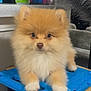 puppy, dog, pomeranian, fluffy, cute, indoor, blue_surface, small_dog, pet, animal, fur, looking, curious, face, ears, nose, eyes, front_paws, table, background