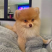 Sebastian joined the competition — help win amazing prizes! dog, puppy, pomeranian, fluffy, golden, blanket, indoor, mirror, reflection, cozy, pet, cute, animal, fur, soft, resting, small, companion, curious, portrait