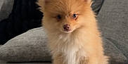 Sebastian joined the competition — help win amazing prizes! puppy, dog, pomeranian, fluffy, couch, living_room, indoor, pet, cute, small_dog, animal, fur, sitting, face, eyes, ears, nose, home, cozy, gray