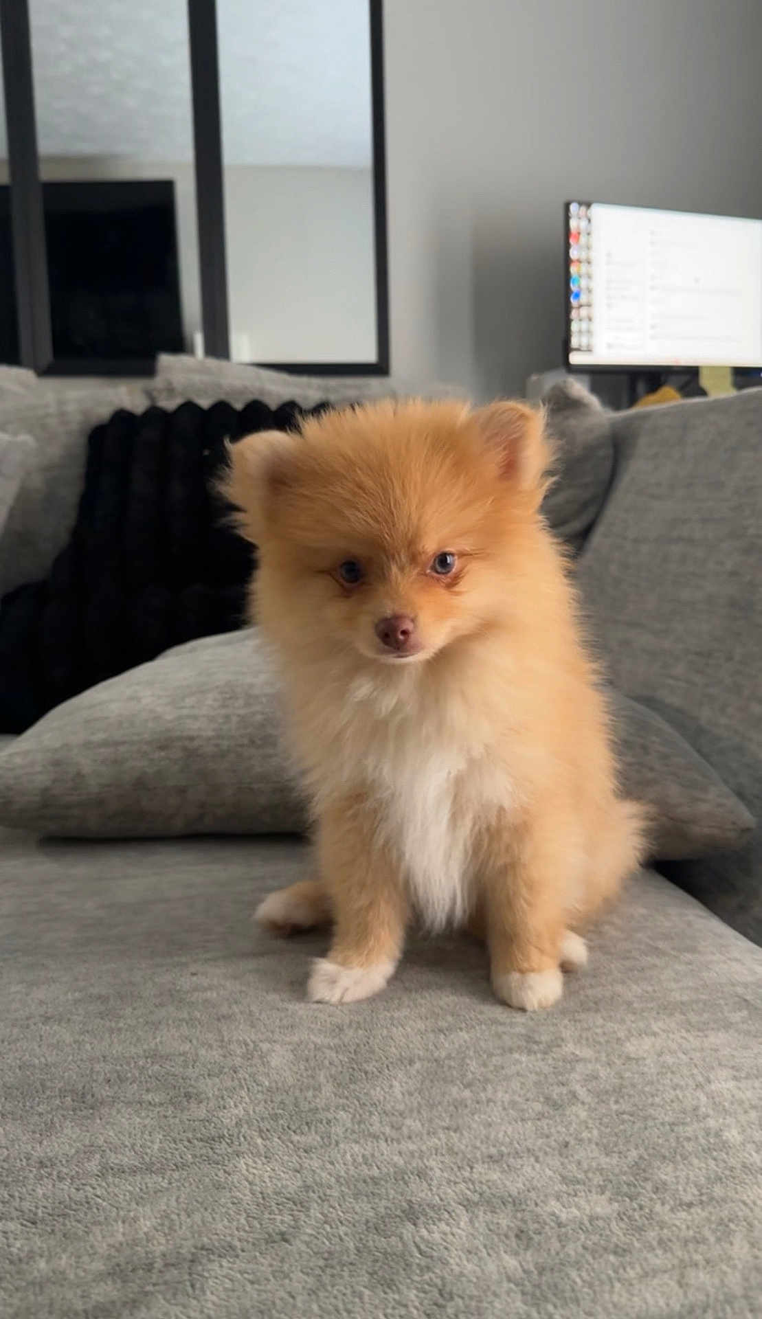 Sebastian joined the competition — help win amazing prizes! puppy, dog, pomeranian, fluffy, couch, living_room, indoor, pet, cute, small_dog, animal, fur, sitting, face, eyes, ears, nose, home, cozy, gray