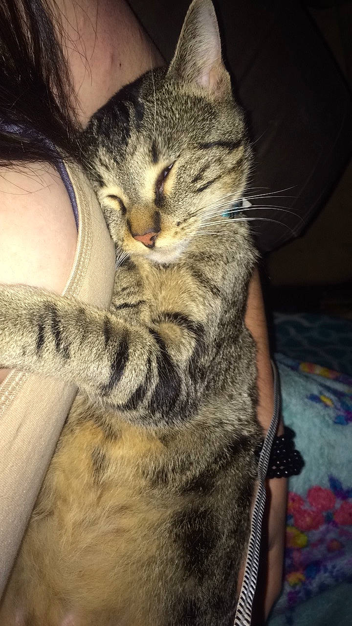 Midnight is registered to the contest to win money with this photo: american_shorthair, asian, carnivore, cat, domestic_short_haired_cat, dragon_li, egyptian_mau, european_shorthair, eye, felidae, fur, hand, kitten, leg, nose, pixie_bob, skin, small_to_medium_sized_cats, tabby_cat, whiskers