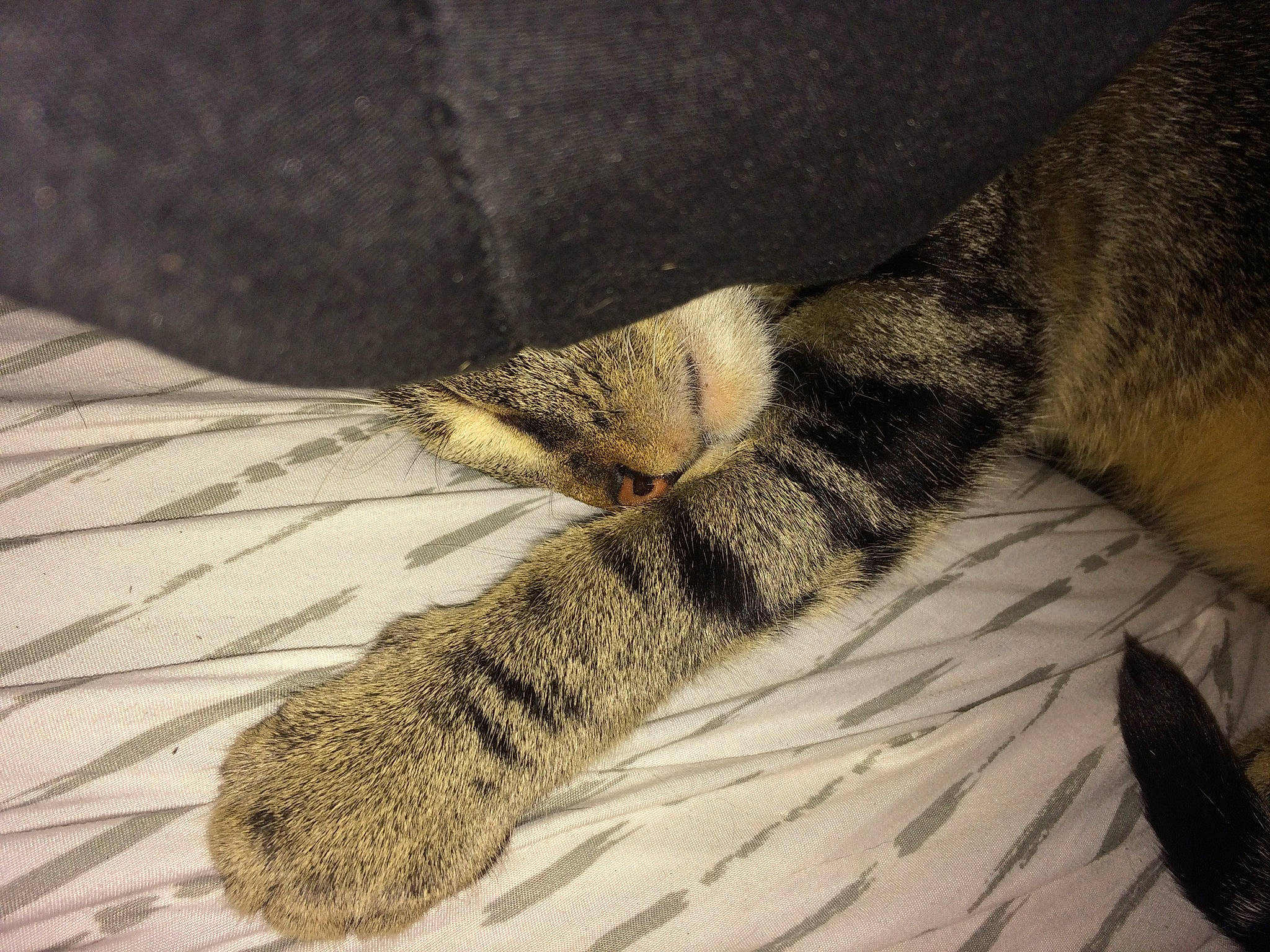 Midnight joined the competition — help win amazing prizes! carnivore, cat, claw, domestic_short_haired_cat, european_shorthair, fawn, felidae, fur, kitten, leg, nap, paw, polydactyl_cat, sleep, small_to_medium_sized_cats, snout, tabby_cat, tail, whiskers