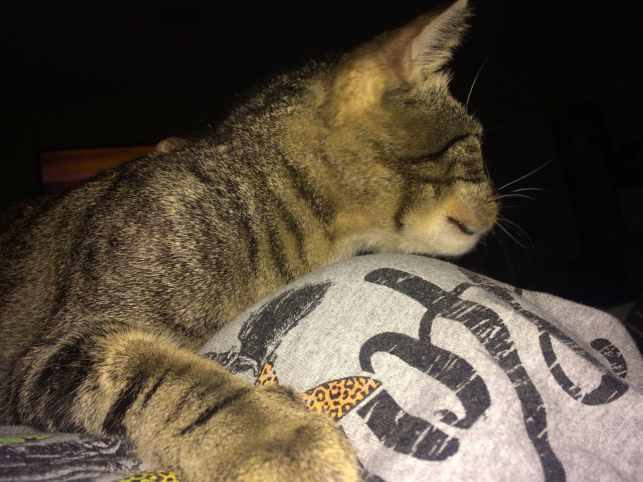 Midnight is registered to the contest to win money with this photo: american_shorthair, asian, california_spangled, carnivore, cat, domestic_short_haired_cat, dragon_li, european_shorthair, eye, felidae, fur, nap, night, pixie_bob, sky, sleep, small_to_medium_sized_cats, snout, tabby_cat, whiskers