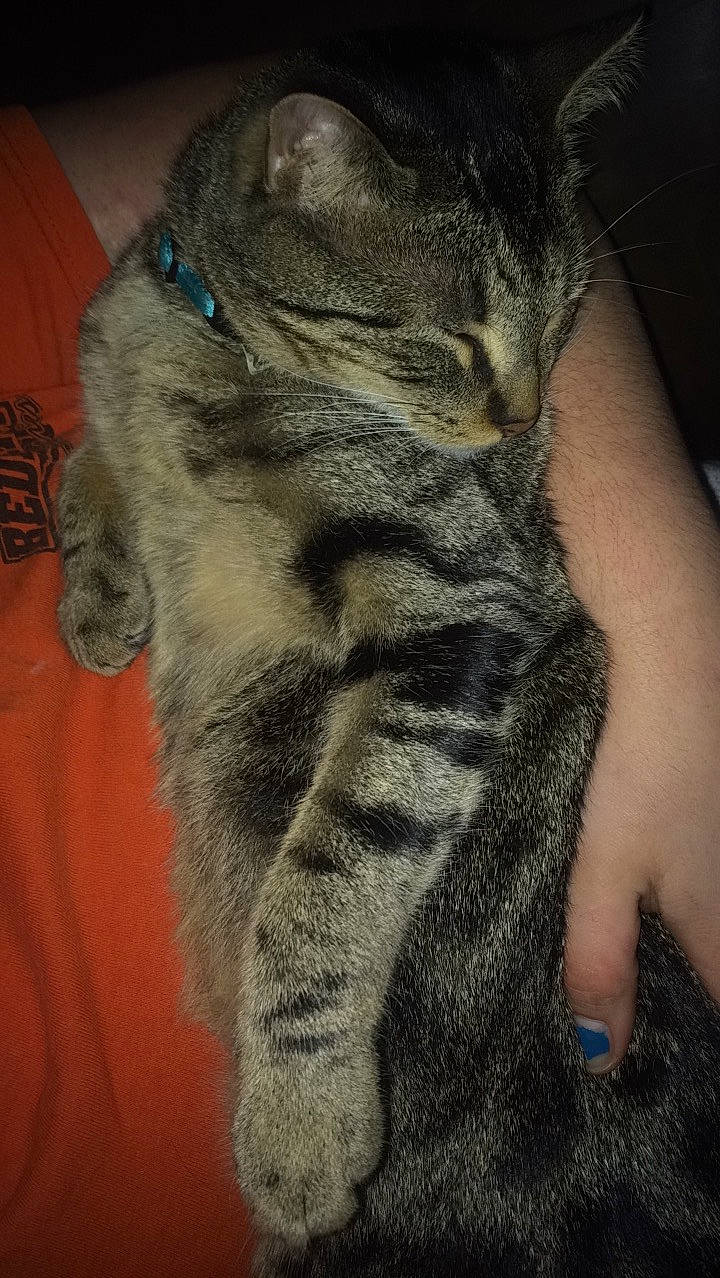 Midnight is registered to the contest to win money with this photo: american_shorthair, asian, carnivore, cat, claw, domestic_short_haired_cat, dragon_li, ear, european_shorthair, fawn, felidae, fur, pixie_bob, skin, small_to_medium_sized_cats, tabby_cat, tail, whiskers