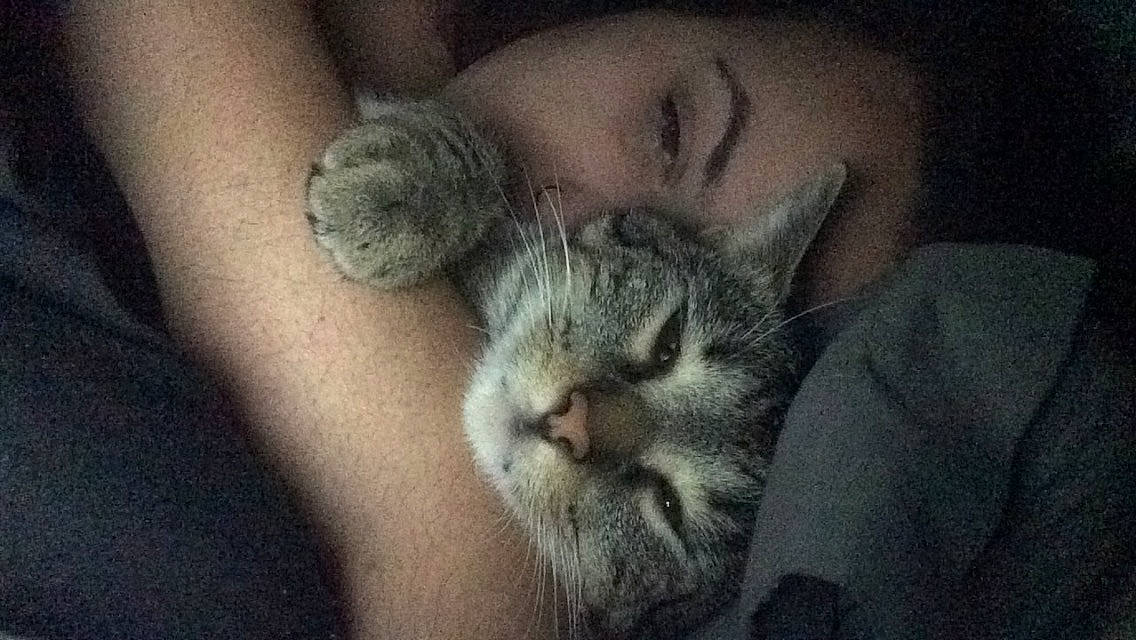 Midnight is registered to the contest to win money with this photo: american_shorthair, asian, carnivore, cat, close_up, domestic_short_haired_cat, ear, egyptian_mau, european_shorthair, felidae, kitten, nap, nose, pixie_bob, polydactyl_cat, sleep, small_to_medium_sized_cats, snout, tabby_cat, whiskers