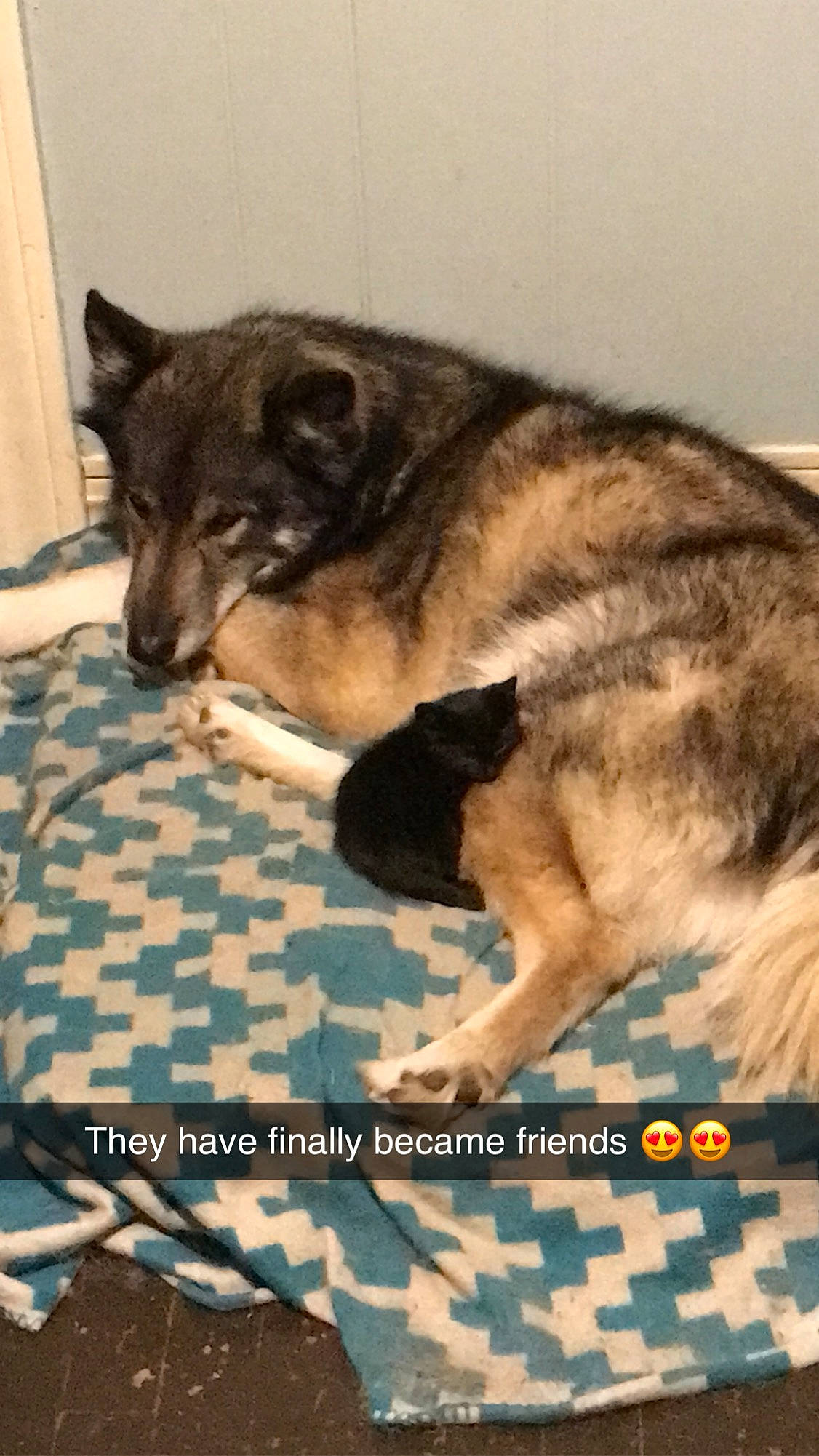 Balto joined the competition — help win amazing prizes! canidae, carnivore, cat, dog, dog_breed, felidae, german_shepherd_dog, mammal, native_american_indian_dog, norwegian_elkhound, photo_caption, seppala_siberian_sleddog, sulimov_dog, swedish_vallhund, vertebrate, wolfdog