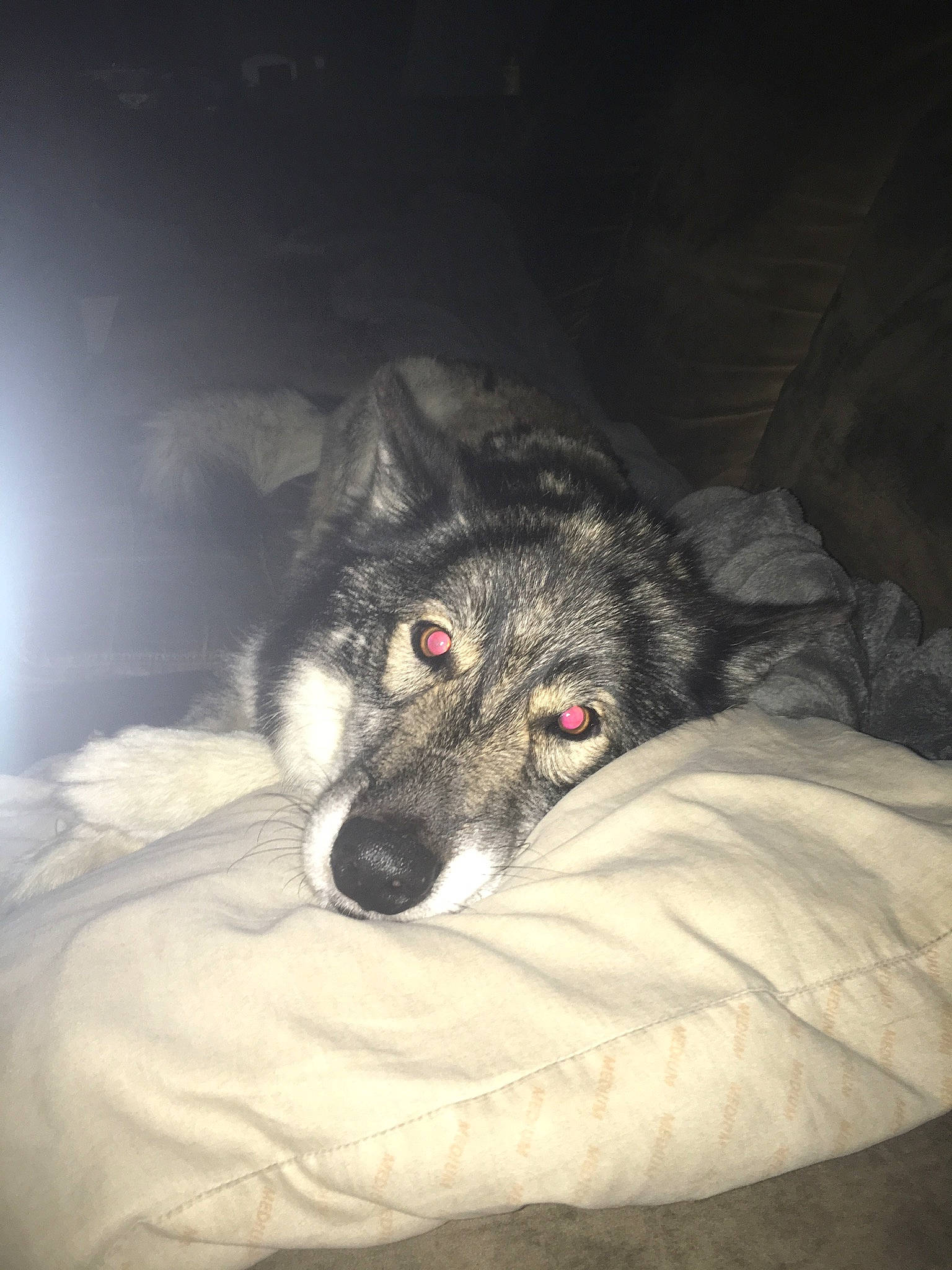 Balto is registered to the contest to win money with this photo: alaskan_malamute, bed, canidae, carnivore, dog, dog_breed, ear, eye, fur, mammal, native_american_indian_dog, norwegian_elkhound, nose, siberian_husky, snout, whiskers, wolfdog