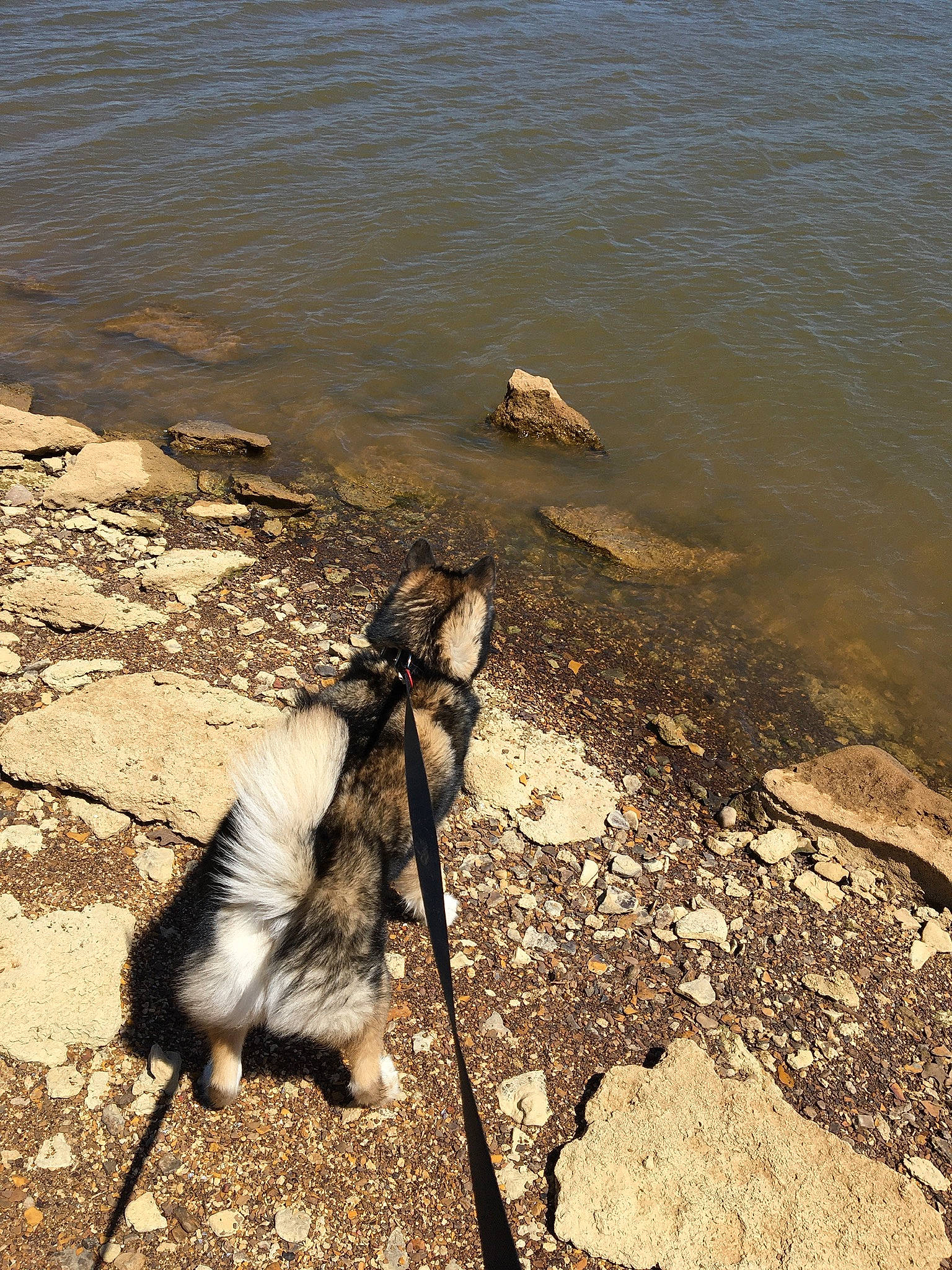 Balto joined the competition — help win amazing prizes! canidae, carnivore, dog_breed