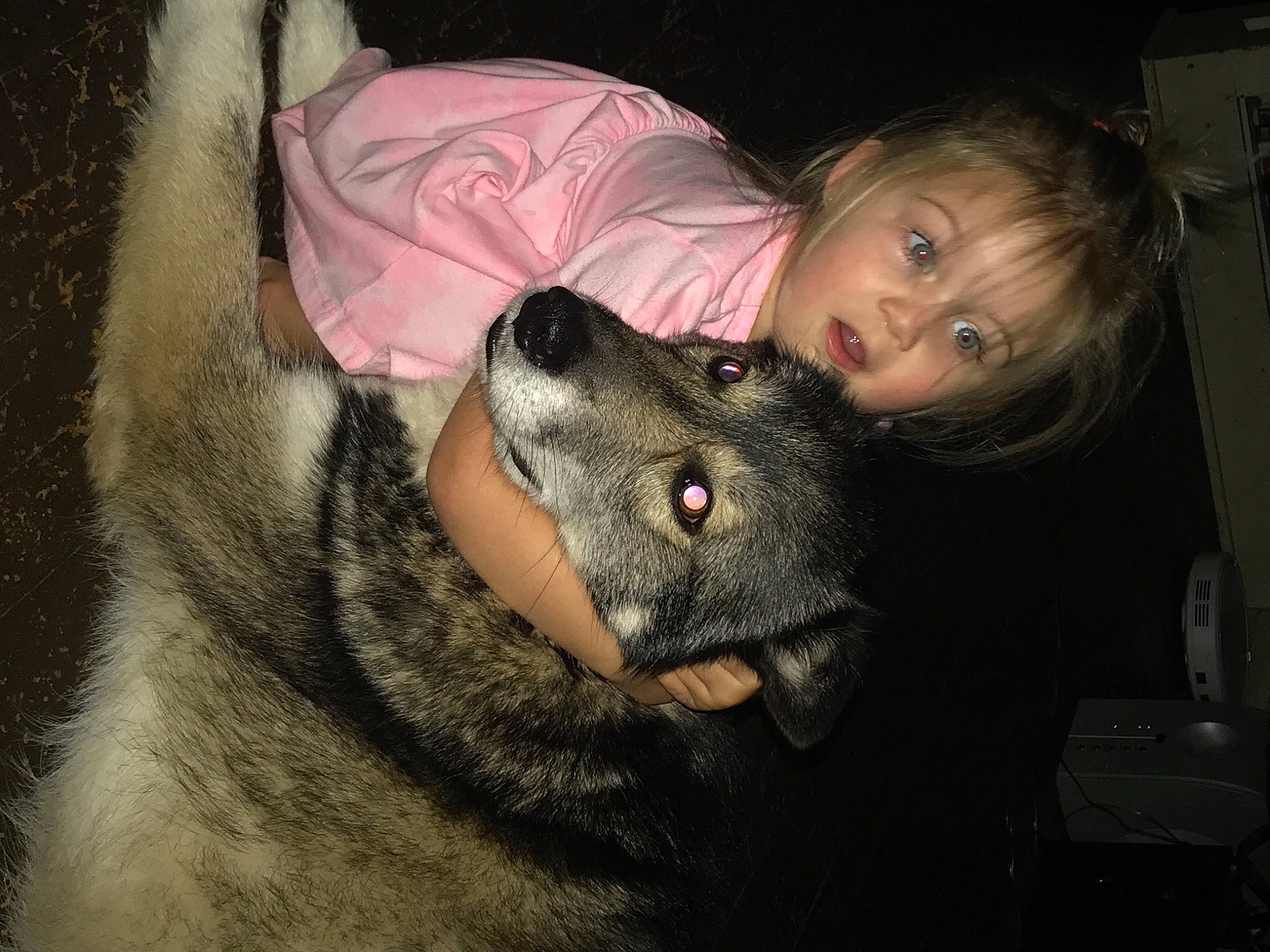 Balto joined the competition — help win amazing prizes! black_norwegian_elkhound, canidae, carnivore, dog, dog_breed, fur, mammal, marsupial, norwegian_elkhound, nose, schipperke, snout, sporting_group, whiskers