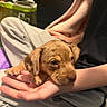 Winnie joined the competition — help win amazing prizes! adorable, animal, brown_fur, close_up, cozy, cuddling, cute, dog, floppy_ears, human_hands, indoor, lap, pet, photography, portrait, puppy, puppy_face, sitting, sleepy, warm_lighting