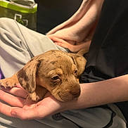 Winnie joined the competition — help win amazing prizes! adorable, animal, brown_fur, close_up, cozy, cuddling, dog, floppy_ears, hands, home, indoor, person, pet, photography, portrait, puppy, relaxed, resting, sleepy, soft_lighting