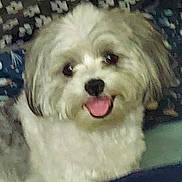 Storm joined the competition — help win amazing prizes! dog, pet, fluffy, white, gray, tongue_out, happy, cute, animal, indoor, closeup, face, fur, small_dog, companion, smiling, friendly, domestic_animal, portrait, cozy