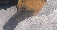 Django a rejoint le concours — aidez-le/la à gagner de superbes lots ! dog, resting, blanket, cozy, fur, sleeping, indoor, comfort, warm, closeup, snuggle, pet, animal, relax, brown_fur, ear, soft_texture, quiet, peaceful, portrait