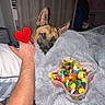 Django a rejoint le concours — aidez-le/la à gagner de superbes lots ! dog, blanket, gummy_candies, hand, arm, bed, indoor, curtains, nighttime, cozy, fluffy, person, red_heart_emoji, relaxing, snack, colorful, pet, fur, resting, candy_bowl