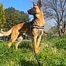 dog, outdoor, grass, leash, tree, nature, canine, park, sunlight, blue_sky, animal, pet, standing, alert, daylight, fur, muzzle, ears, collar, greenery