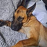 dog, sleeping, blanket, bed, pillow, brown_dog, relaxing, fur, indoors, pet, canine, resting, cozy, animal, muzzle, ear, paw, comfort, cute, domestic