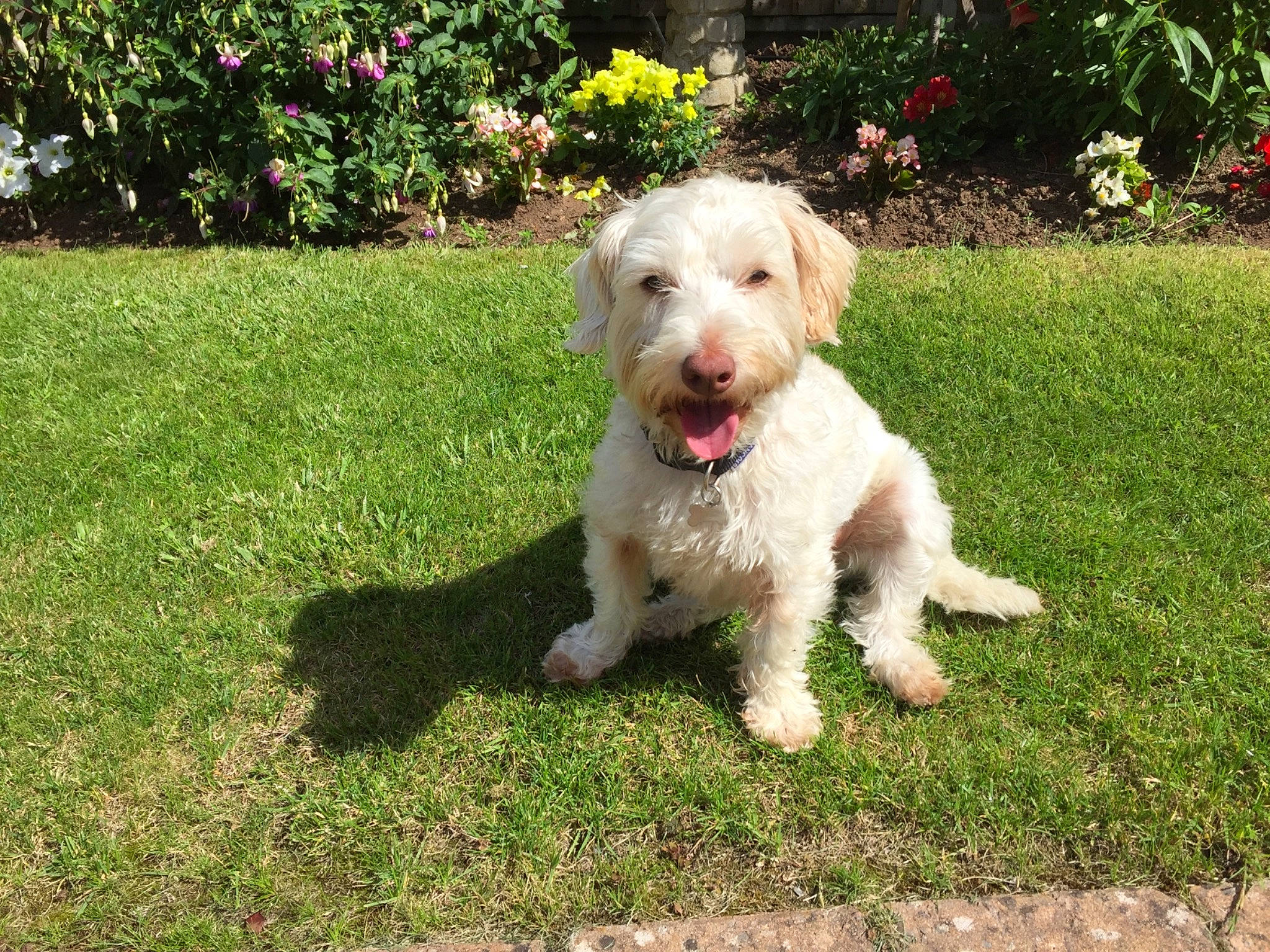 Banksy is registered to the contest to win money with this photo: carnivore, cockapoo, companion_dog, dog, dog_breed, dog_collar, garden, grass, labradoodle, lawn, plant, poodle_crossbreed, small_terrier, snout, sporting_group, tail, terrier, toy_dog, water_dog, working_animal