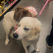 Angel joined the competition — help win amazing prizes! dog, child, hugging, store, shopping_cart, aisle, floor, leash, hand, clothing, toy_store, pet, white_dog, pajamas, person, footwear, shelf, retail, cute, affection