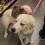 dog, child, hugging, store, shopping_cart, aisle, floor, leash, hand, clothing, toy_store, pet, white_dog, pajamas, person, footwear, shelf, retail, cute, affection