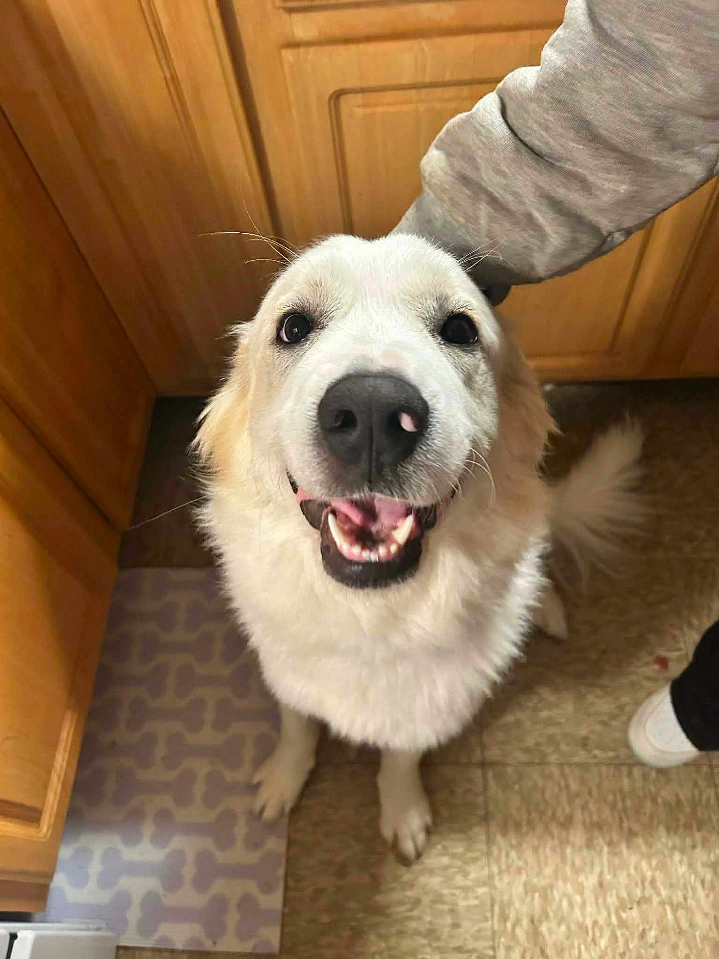 Angel joined the competition — help win amazing prizes! dog, white_dog, happy, smiling, pet, indoor, kitchen, floor, hand, fur, animal, cute, looking_up, tail, muzzle, domestic_animal, canine, friendly, mat, person