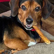 Wally joined the competition — help win amazing prizes! dog, pet, animal, chewing, treat, bed, indoor, brown, black, fur, ears, nose, paws, relaxed, cute, canine, companion, home, resting, collar