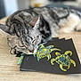 cat, tabby_cat, sleeping, resting, wooden_table, cards, turtle_design, artwork, colorful, indoor, close_up, pet, animal, feline, relaxing, peaceful, blurred_background, focus, decorative, napping