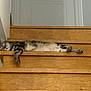 cat, tabby, sleeping, stairs, wooden_stairs, indoor, relaxed, pet, animal, fur, paw, napping, resting, home, domestic_cat, striped, cozy, laying_down, quiet, calm
