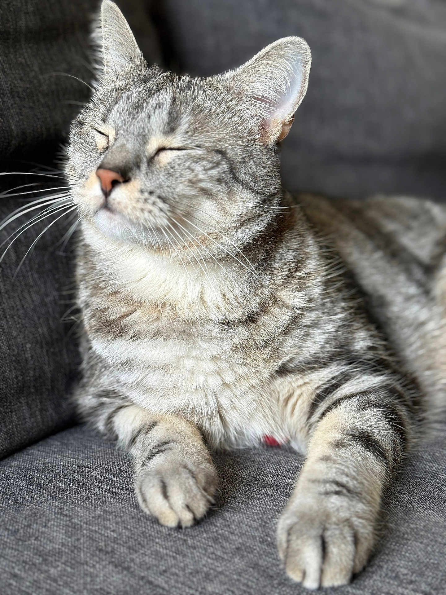 Uno a rejoint le concours — aidez-le/la à gagner de superbes lots ! cat, tabby_cat, feline, pet, relaxed, couch, gray_fabric, whiskers, closed_eyes, striped_fur, soft_light, indoor, cozy, paw, resting, animal, cute, sleepy, closeup, domestic_cat