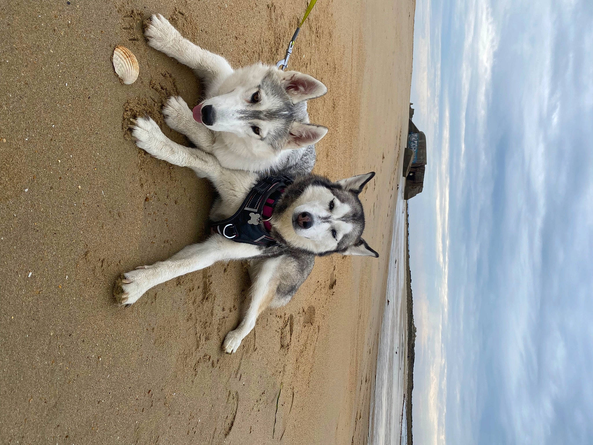 Lasko a rejoint le concours — aidez-le/la à gagner de superbes lots ! canidae, carnivore, cloud, companion_dog, dog, dog_breed, dog_supply, fawn, fur, non_sporting_group, paw, sky, sporting_group, tail, terrestrial_animal, water, wood, working_animal, working_dog