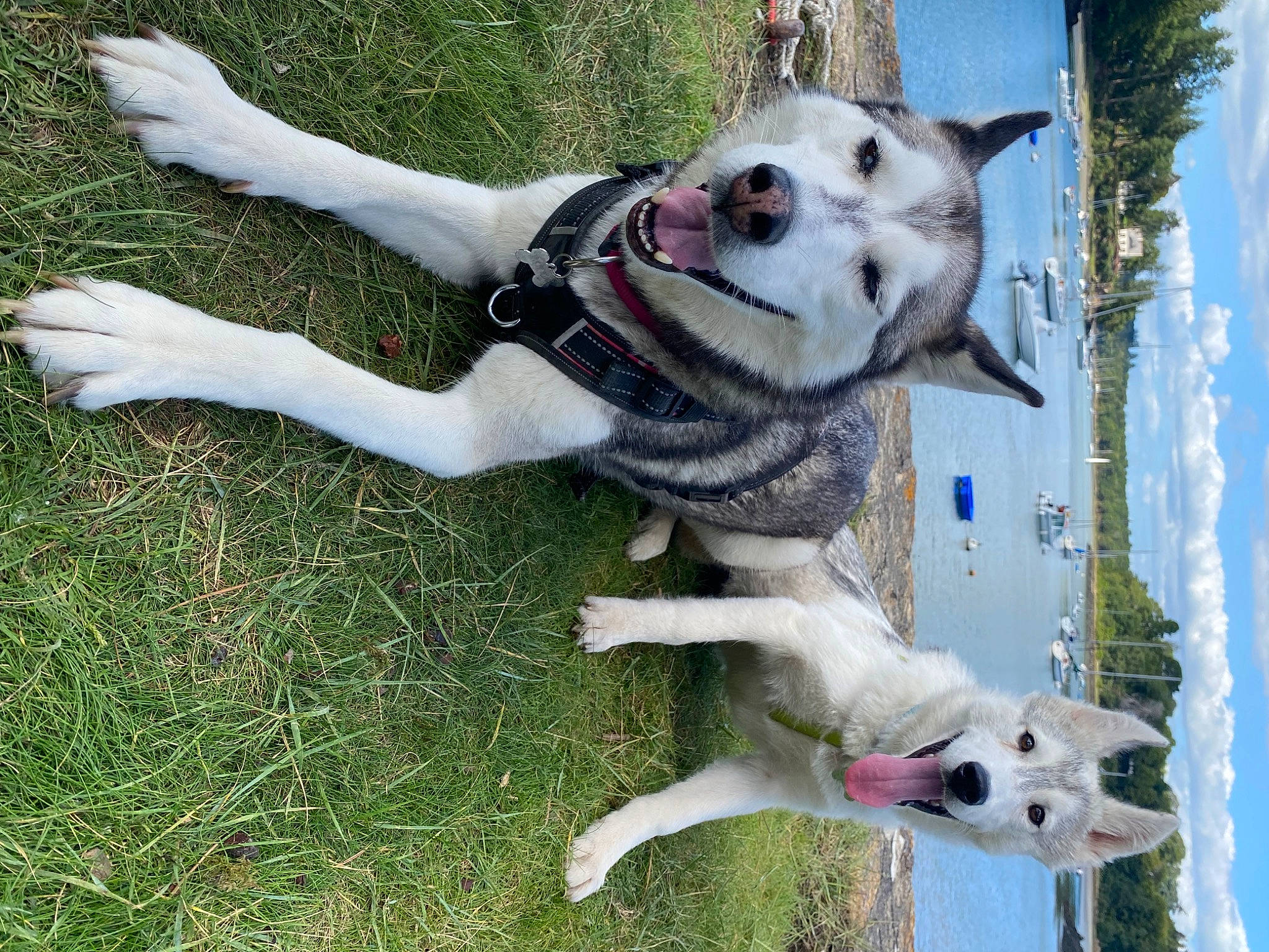 Lasko a rejoint le concours — aidez-le/la à gagner de superbes lots ! carnivore, cloud, collar, companion_dog, dog, dog_breed, dog_collar, dog_supply, fashion_accessory, fawn, grass, leash, pet_supply, plant, sky, snout, sporting_group, tail, water, working_animal