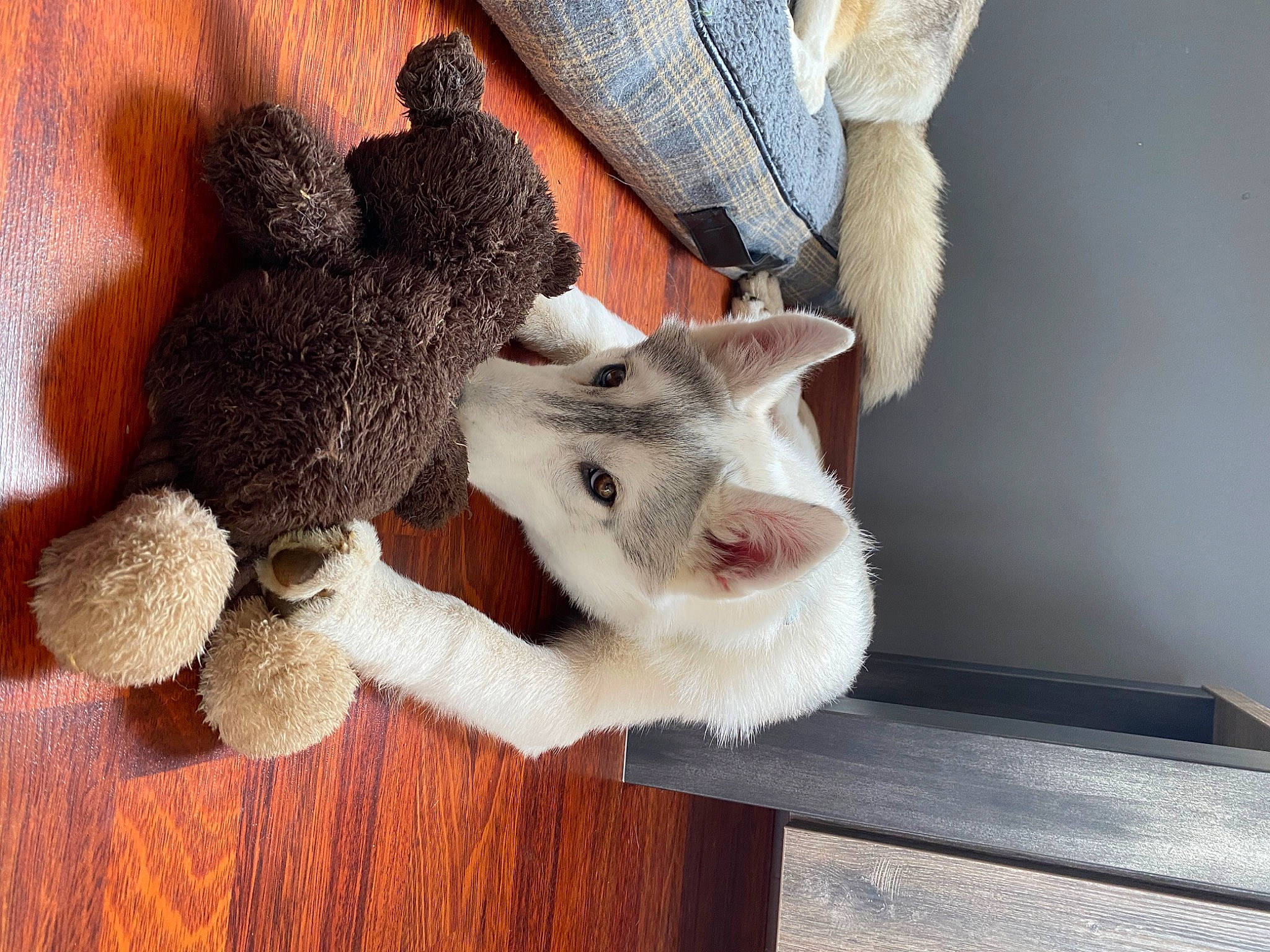 Lasko participe au concours pour gagner de l'argent avec cette photo : canidae, carnivore, cat, cat_toy, comfort, companion_dog, dog_breed, domestic_short_haired_cat, fawn, felidae, foot, fur, paw, small_to_medium_sized_cats, snout, stuffed_toy, tail, toy, whiskers, wood