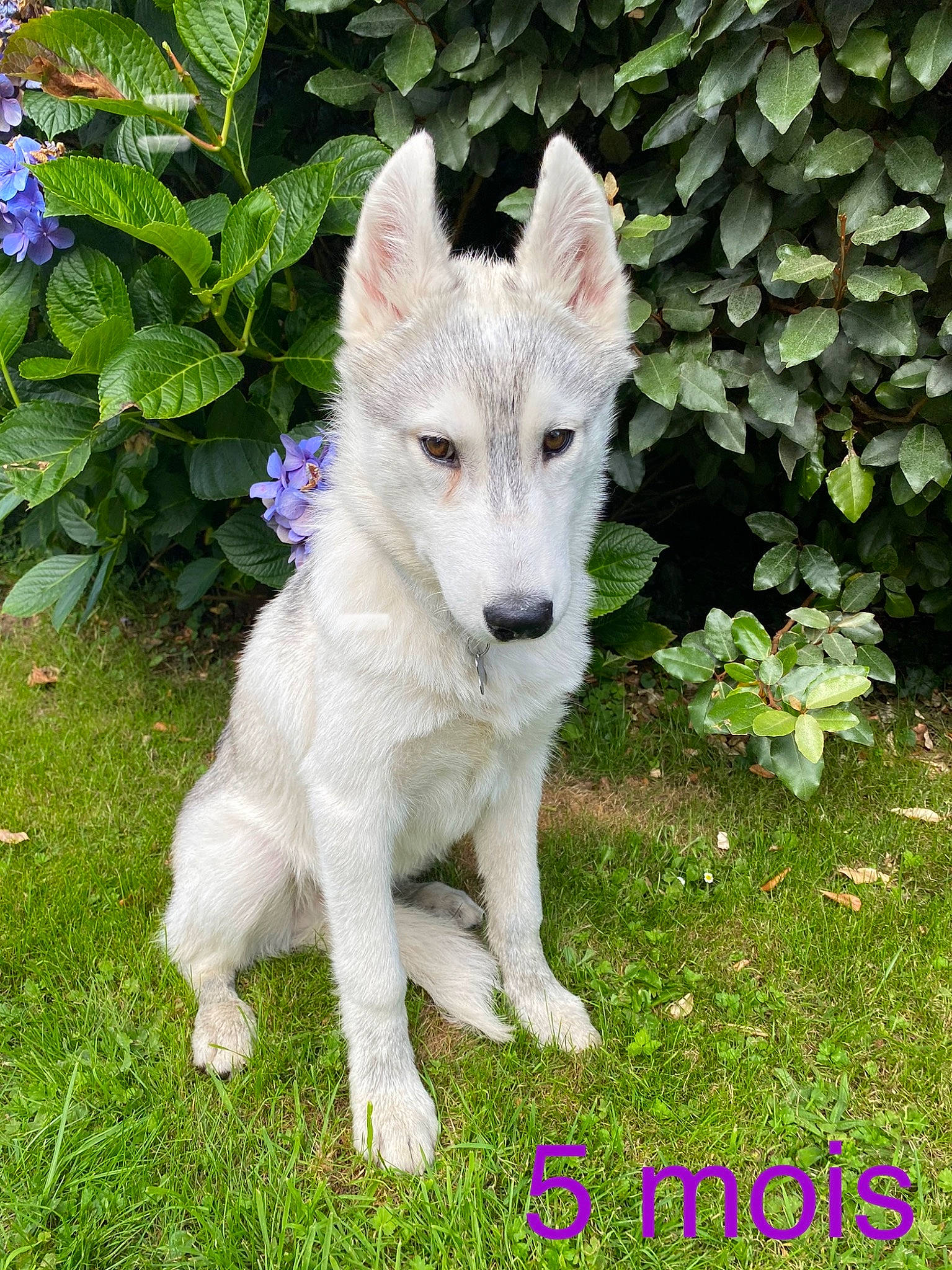 Lasko participe au concours pour gagner de l'argent avec cette photo : ancient_dog_breeds, canidae, canis, canis_lupus_tundrarum, carnivore, companion_dog, dog, dog_breed, fawn, flower, grass, groundcover, non_sporting_group, plant, sporting_group, tail, terrestrial_animal, wildlife, wolf, working_animal