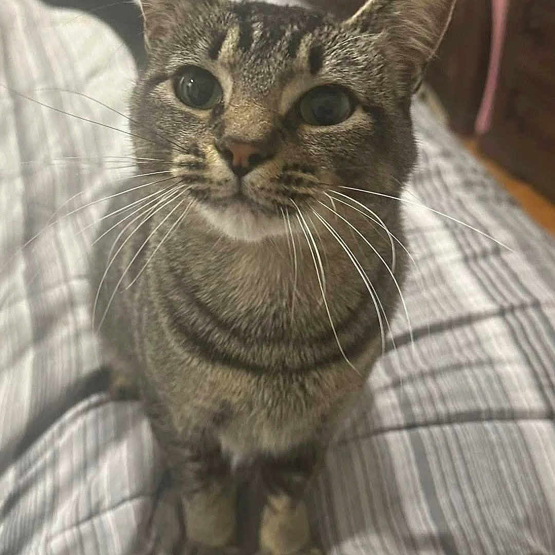 Angel joined the competition — help win amazing prizes! animal, bedroom, bedspread, cat, closeup, curious, domestic_animal, ears, eyes, feline, fur, furniture, indoor, nose, paws, pet, sitting, striped, tabby, whiskers