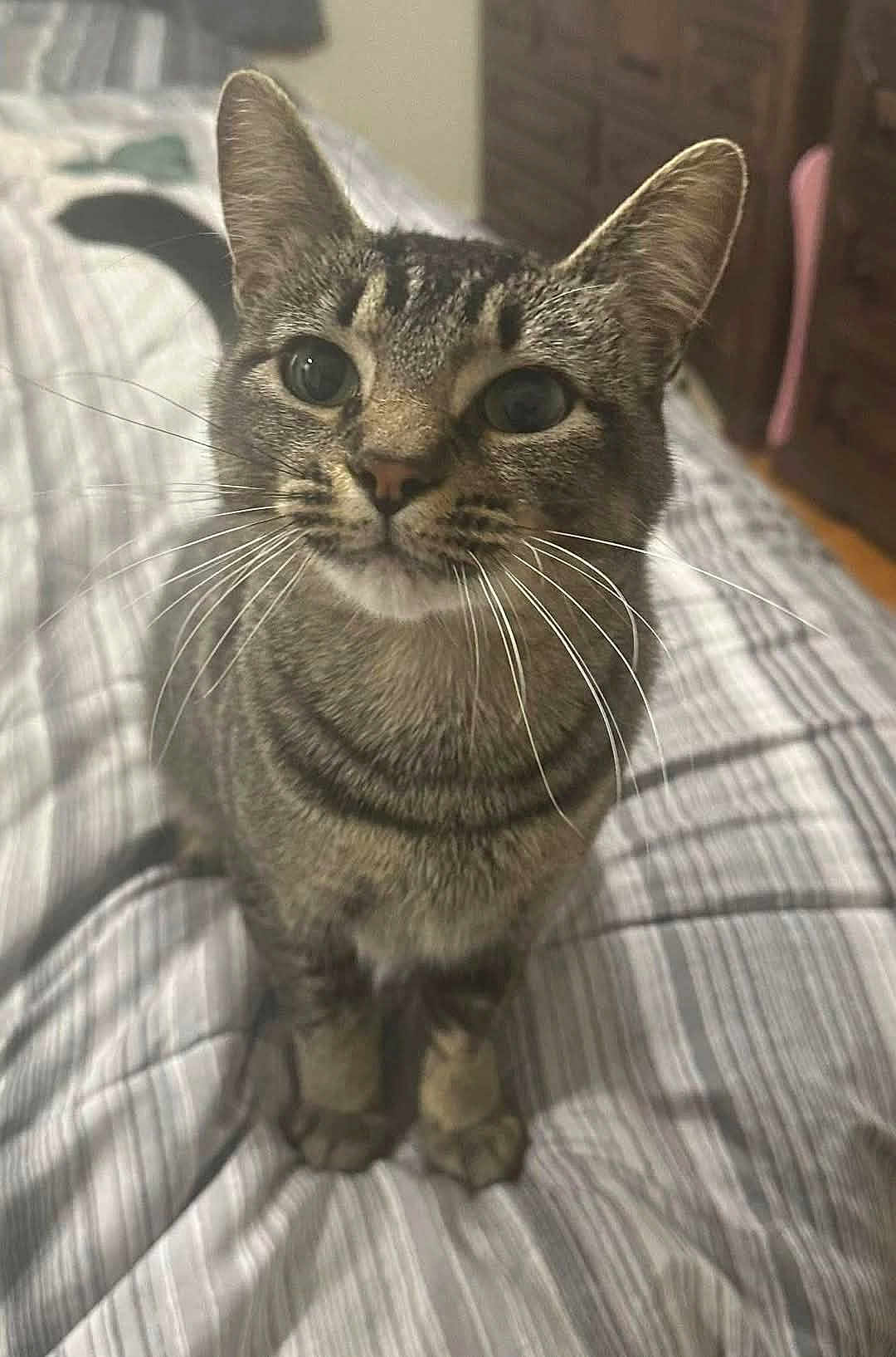Angel joined the competition — help win amazing prizes! cat, tabby, pet, whiskers, bedspread, striped, feline, domestic_animal, indoor, curious, sitting, fur, ears, eyes, nose, paws, bedroom, furniture, closeup, animal