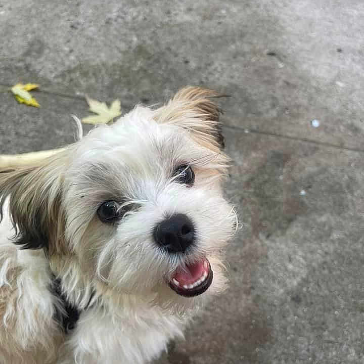 Milo joined the competition — help win amazing prizes! accessories, animal, ball, bodypart, canine, cockerspaniel, dog, football, leash, mouth, person, pet, poodle, puppy, soccer, soccerball, sport, terrier, tongue, whitedog