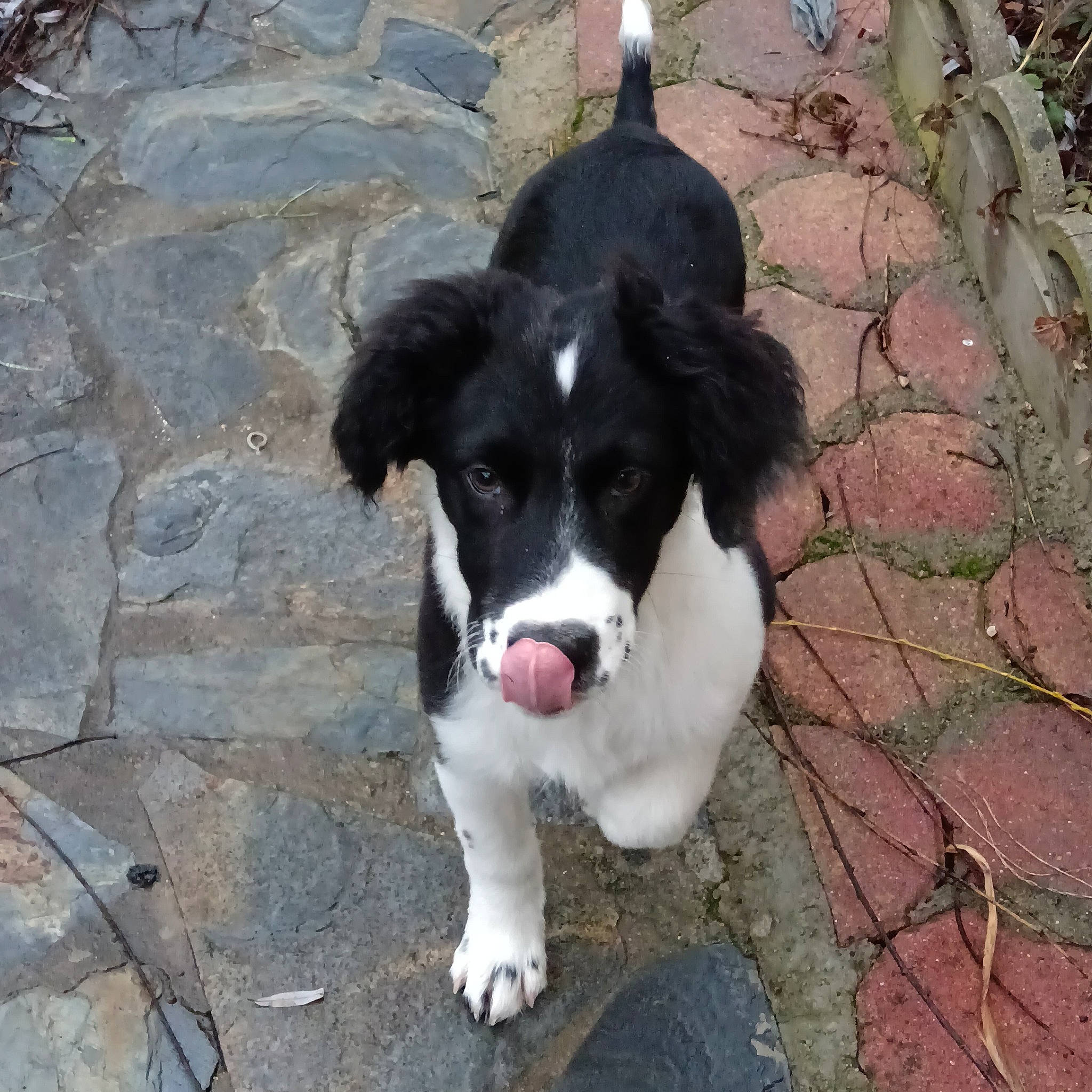 Flash participe au concours pour gagner de l'argent avec cette photo : australian_collie, borador, canidae, carnivore, cobblestone, companion_dog, dog, dog_breed, fur, gun_dog, herding_dog, road_surface, spaniel, street_dog, terrestrial_animal, whiskers, working_animal, working_dog