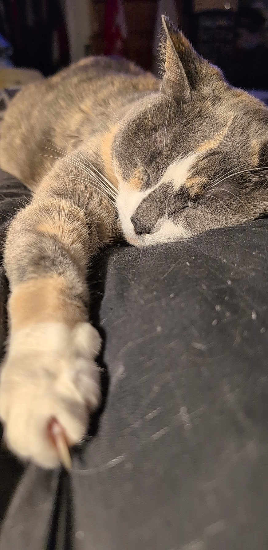 Cutie is registered to the contest to win money with this photo: abyssinian, animal, bodypart, cat, claw, computerhardware, couch, electronics, furniture, hardware, hook, indoors, interiordesign, kitten, manx, mouse, person, pet, sleeping, snout