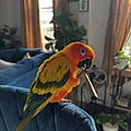 Flo V.