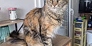 Vanille participe au concours pour gagner de l'argent avec cette photo : cat, tabby, yellow_eyes, feline, indoor, wooden_countertop, kitchen, pet, animal, fur, whiskers, ears, tail, domestic, household, sitting, looking, curious, comfort, cozy
