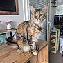 cat, tabby, yellow_eyes, feline, indoor, wooden_countertop, kitchen, pet, animal, fur, whiskers, ears, tail, domestic, household, sitting, looking, curious, comfort, cozy
